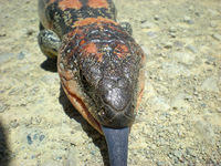 Blue Tongue - Namadgi National Park
