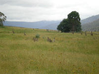 Kangaroos