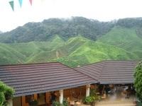 Tea Plantation - Cameron Highlands