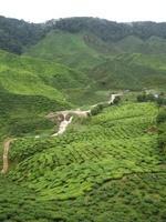 Tea Plantation - Cameron Highlands