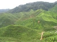 Tea Plantation - Cameron Highlands