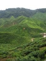 Tea Plantation - Cameron Highlands