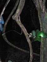 Snake - Taman Negara
