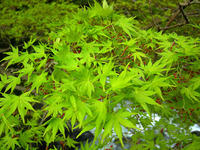 Hakone