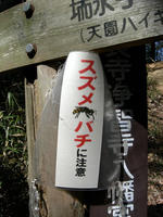 Beware of wasps