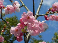 Cherry Blossom