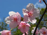 Cherry Blossom
