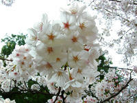 Sakura (cherry blossom)
