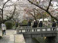 Sakura on Philosopher's Pathway
