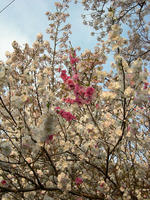 DSCN0893