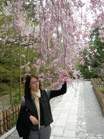 It's never enough of enjoying Sakura