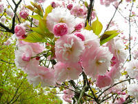 DSCN0932