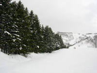 Pine tree run