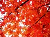 Autumn Leaves