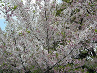 DSCN0729