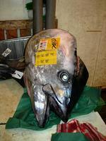 Huge Fish Head
