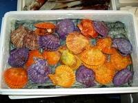 Multi Coloured Clams