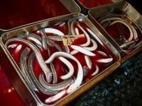 Writhing Eels