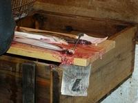 Eel Slicing