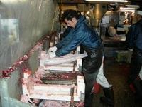 Chiselling Frozen Tuna