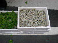 Silkworms
